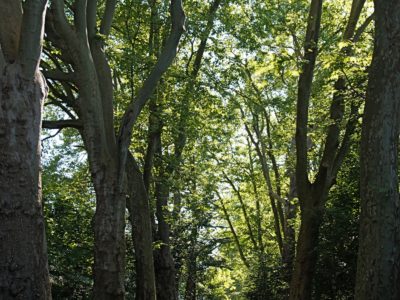 park