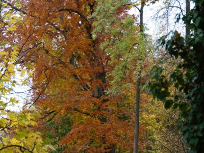 park in fall