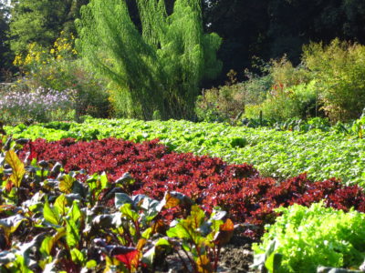 herb and vegetable garden