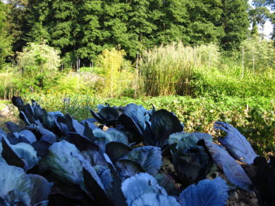 herb and vegetable garden