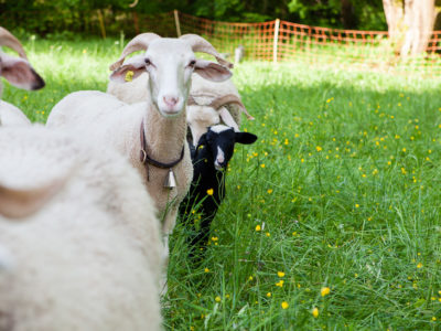 sheep from Schloss Wartegg