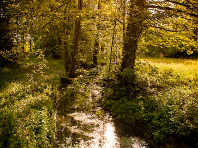 small creek in the park