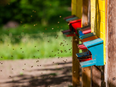 Schloss-Bienen