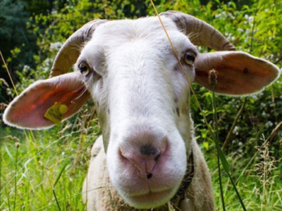sheep from Schloss Wartegg